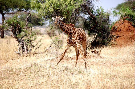Yoga für Giraffen